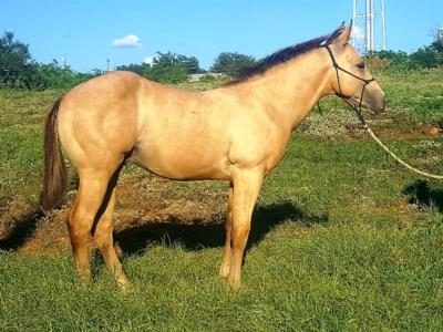 Jesses Buck Shot <BR> AQHA 5822549